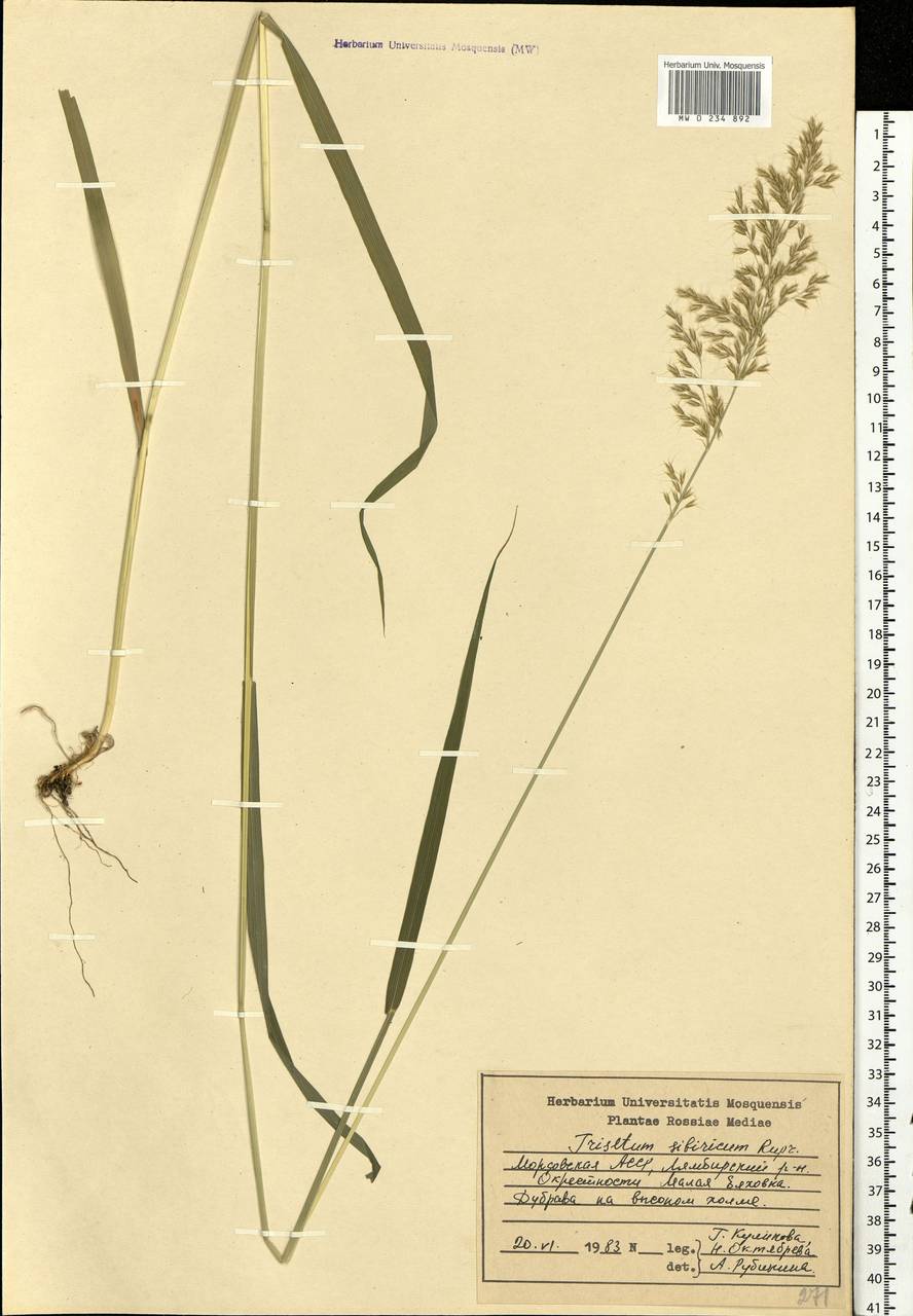 Sibirotrisetum sibiricum (Rupr.) Barberá, Восточная Европа, Средневолжский район (E8) (Россия)