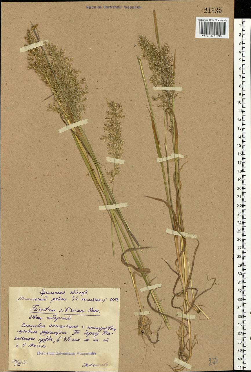 Sibirotrisetum sibiricum (Rupr.) Barberá, Восточная Европа, Восточный район (E10) (Россия)