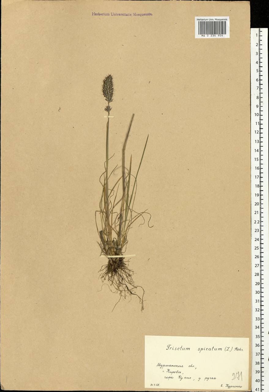 Koeleria spicata (L.) Barberá, Quintanar, Soreng & P.M.Peterson, Восточная Европа, Северный район (E1) (Россия)