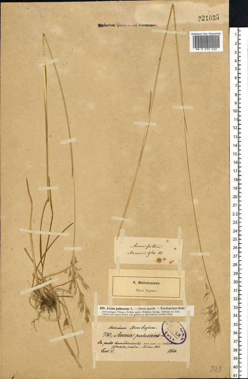 Avenula pubescens (Huds.) Dumort., Восточная Европа, Северо-Западный район (E2) (Россия)