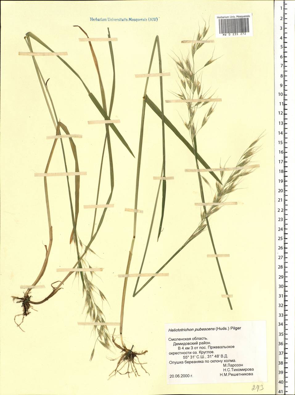 Avenula pubescens (Huds.) Dumort., Восточная Европа, Западный район (E3) (Россия)