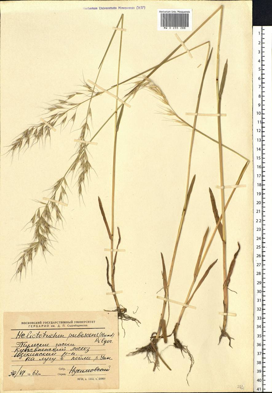Avenula pubescens (Huds.) Dumort., Восточная Европа, Центральный район (E4) (Россия)
