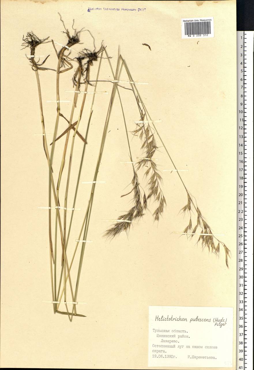 Avenula pubescens (Huds.) Dumort., Восточная Европа, Центральный район (E4) (Россия)