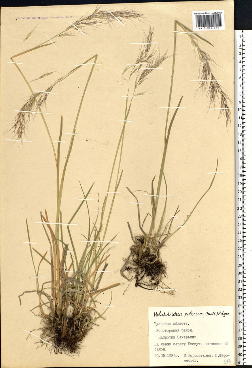 Avenula pubescens (Huds.) Dumort., Восточная Европа, Центральный район (E4) (Россия)