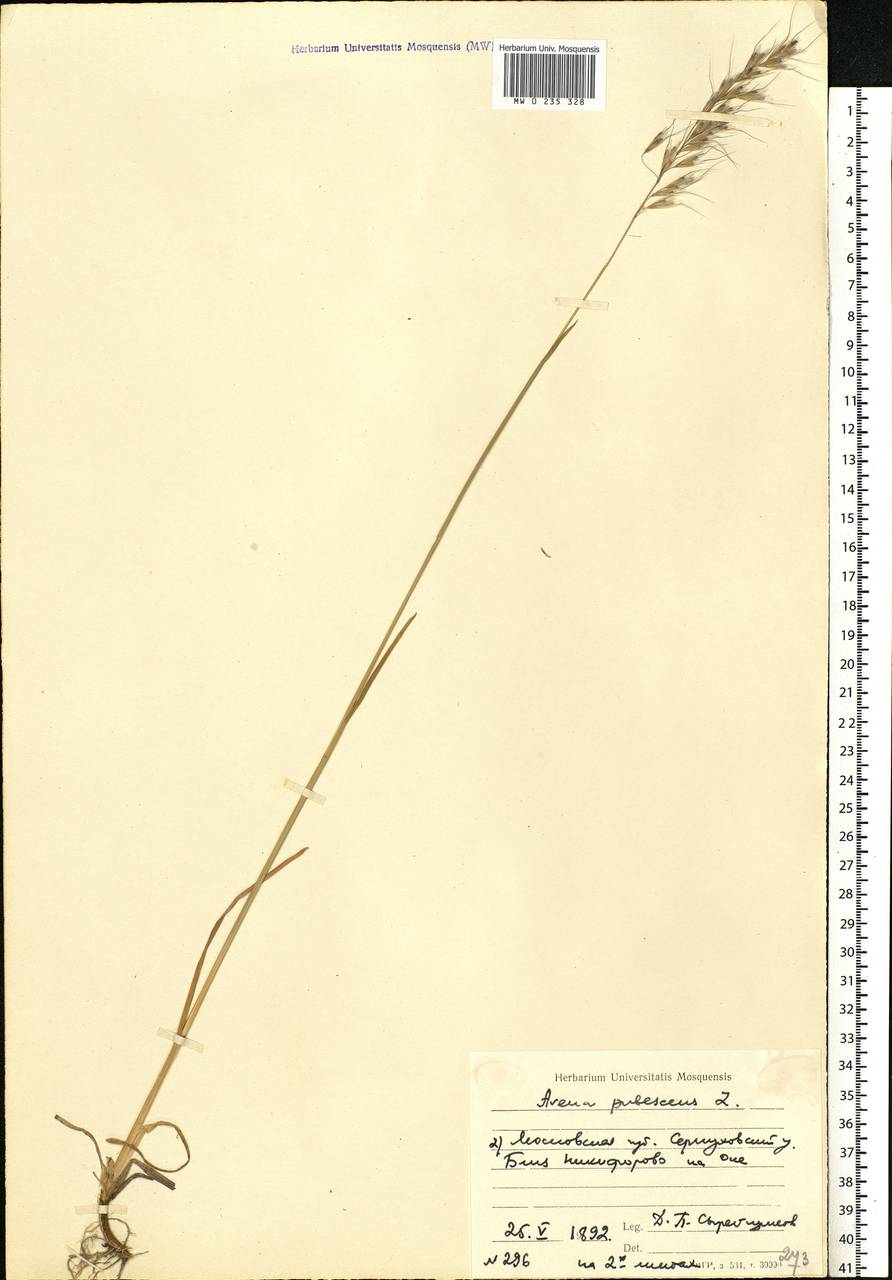 Avenula pubescens (Huds.) Dumort., Восточная Европа, Московская область и Москва (E4a) (Россия)