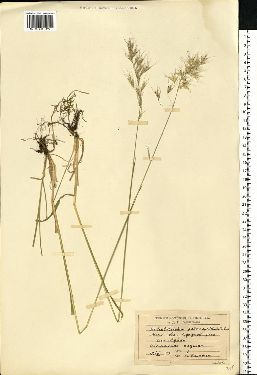 Avenula pubescens (Huds.) Dumort., Восточная Европа, Московская область и Москва (E4a) (Россия)
