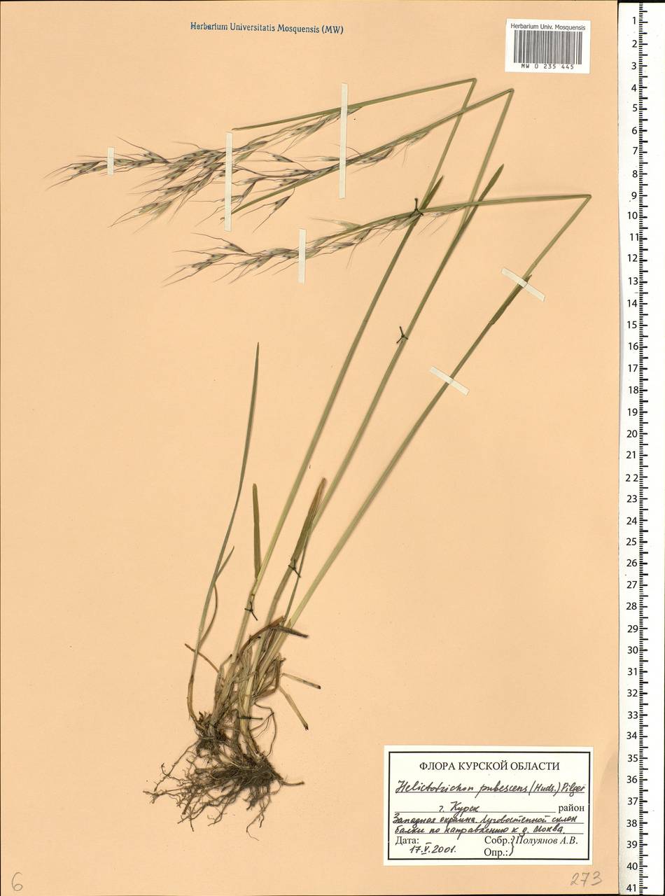 Avenula pubescens (Huds.) Dumort., Восточная Европа, Центральный лесостепной район (E6) (Россия)
