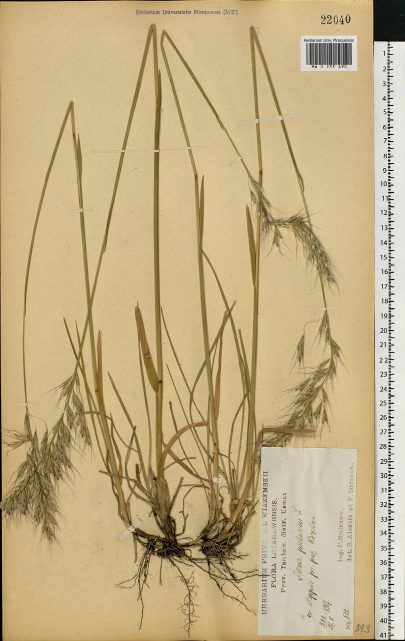 Helictochloa hookeri (Scribn.) Romero Zarco, Восточная Европа, Центральный лесостепной район (E6) (Россия)