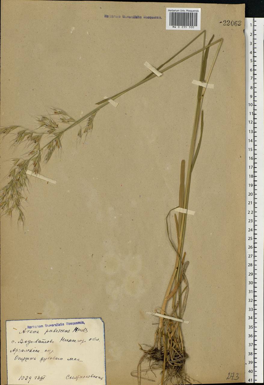 Avenula pubescens (Huds.) Dumort., Восточная Европа, Волжско-Камский район (E7) (Россия)