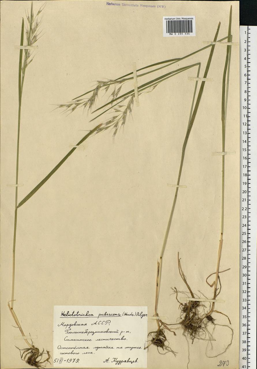 Avenula pubescens (Huds.) Dumort., Восточная Европа, Средневолжский район (E8) (Россия)