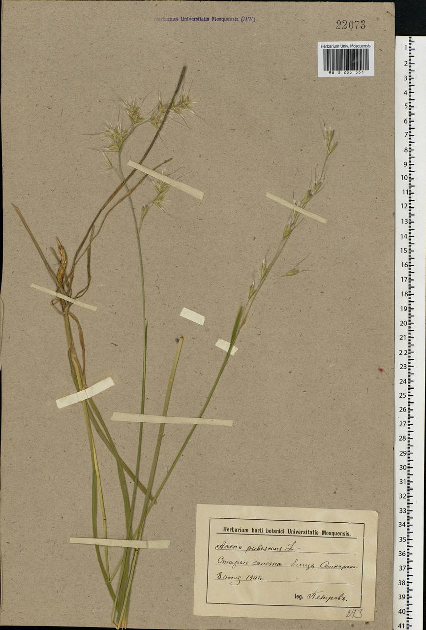 Avenula pubescens (Huds.) Dumort., Восточная Европа, Нижневолжский район (E9) (Россия)