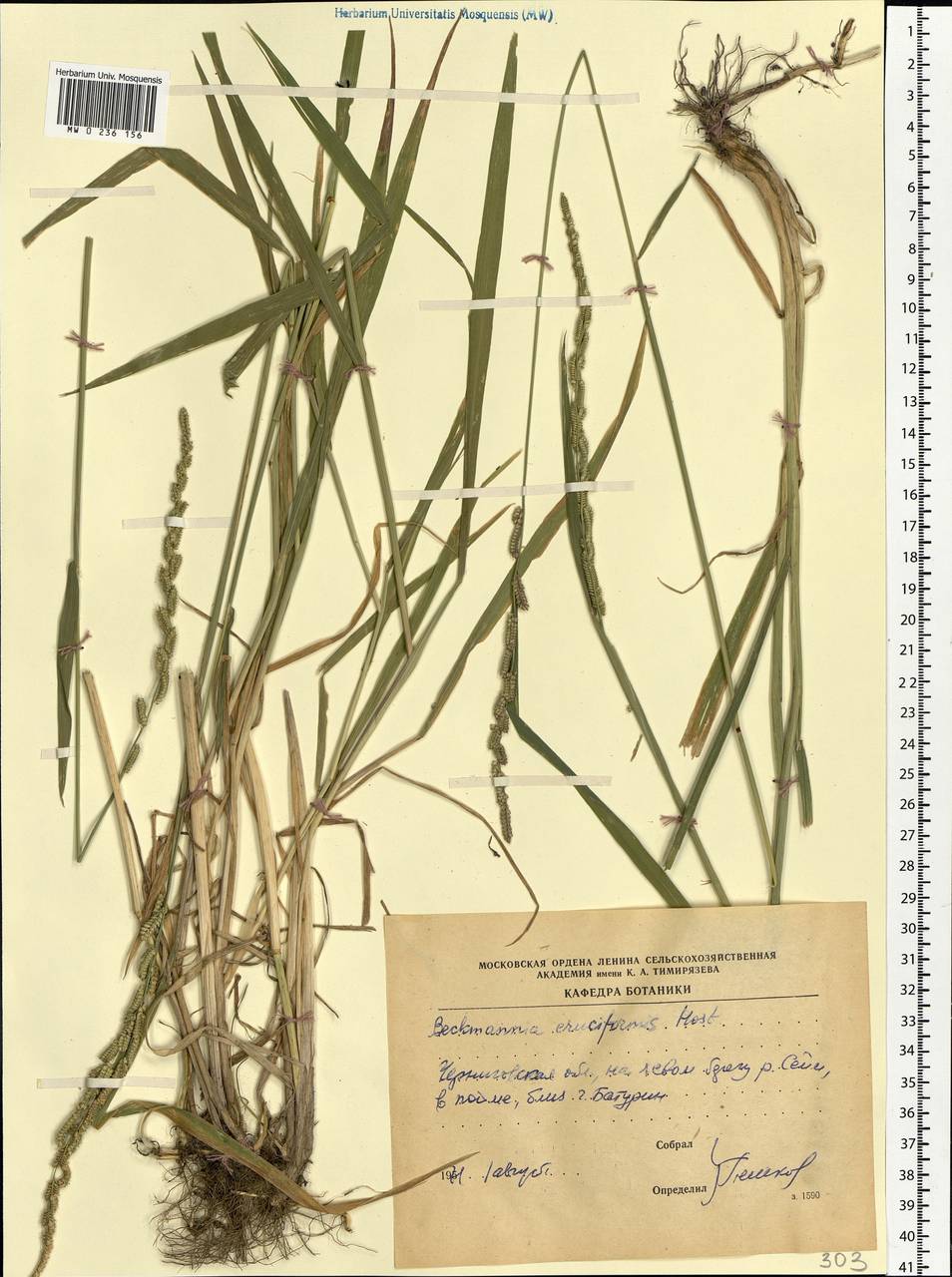 MW0236156, Beckmannia eruciformis (Бекмания обыкновенная), specimen