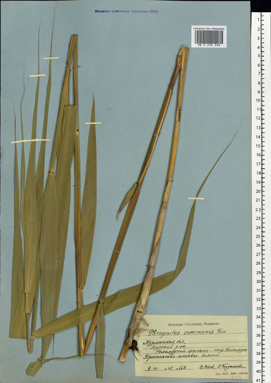 Тростник южный, Тростник обыкновенный (Cav.) Trin. ex Steud., Восточная Европа, Северный район (E1) (Россия)