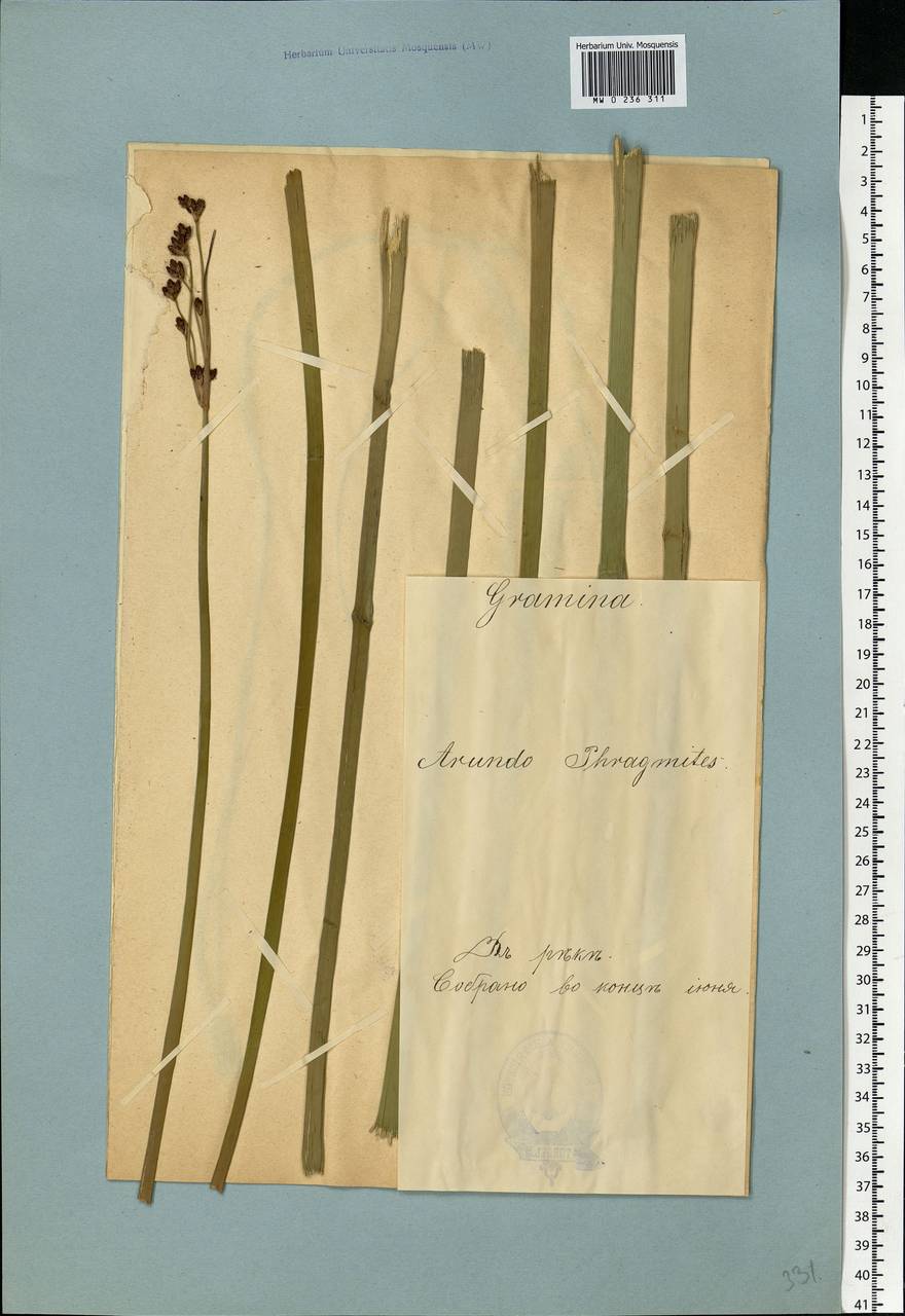 Тростник южный, Тростник обыкновенный (Cav.) Trin. ex Steud., Восточная Европа, Эстония (E2c) (Эстония)