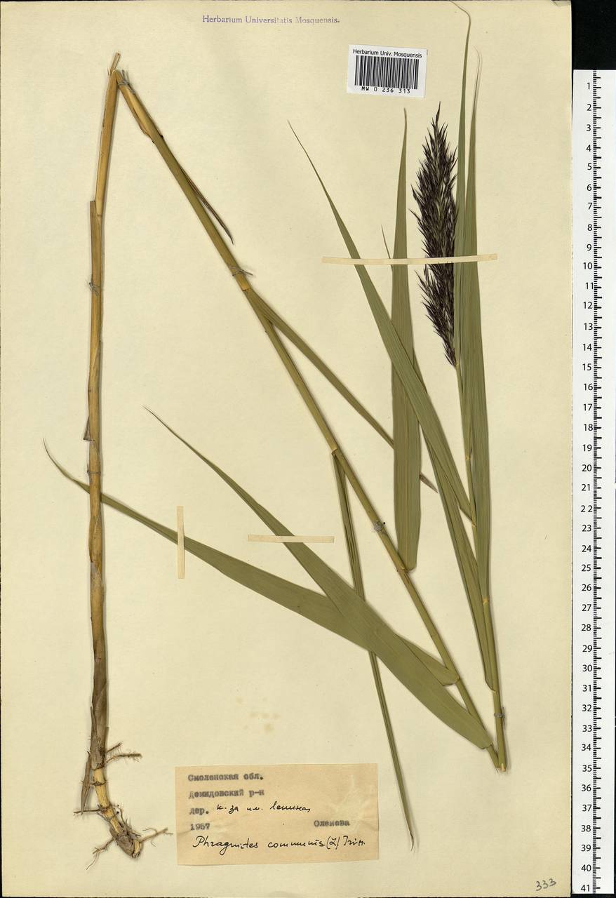 Тростник южный, Тростник обыкновенный (Cav.) Trin. ex Steud., Восточная Европа, Западный район (E3) (Россия)