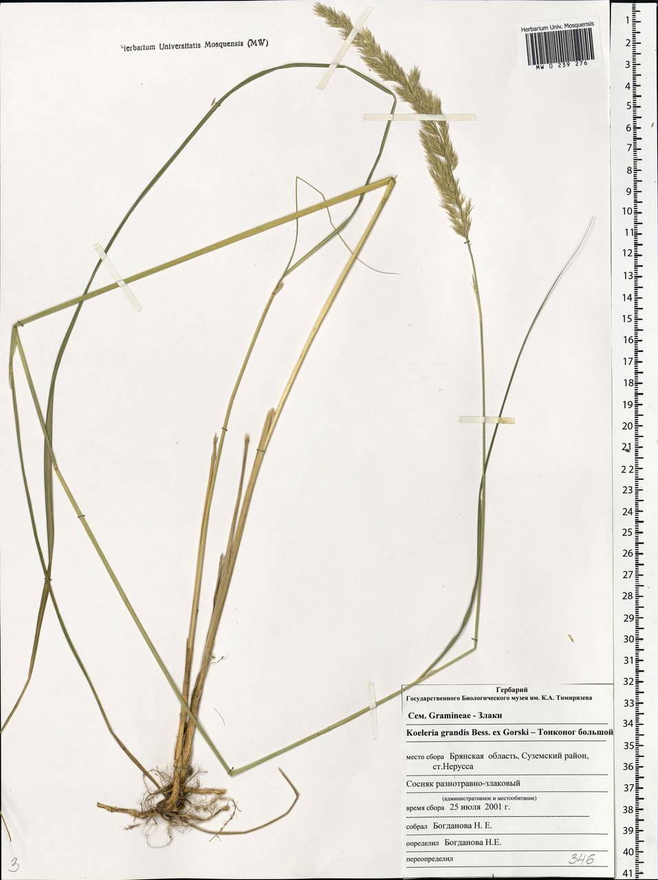 Koeleria pyramidata subsp. pyramidata, Восточная Европа, Западный район (E3) (Россия)