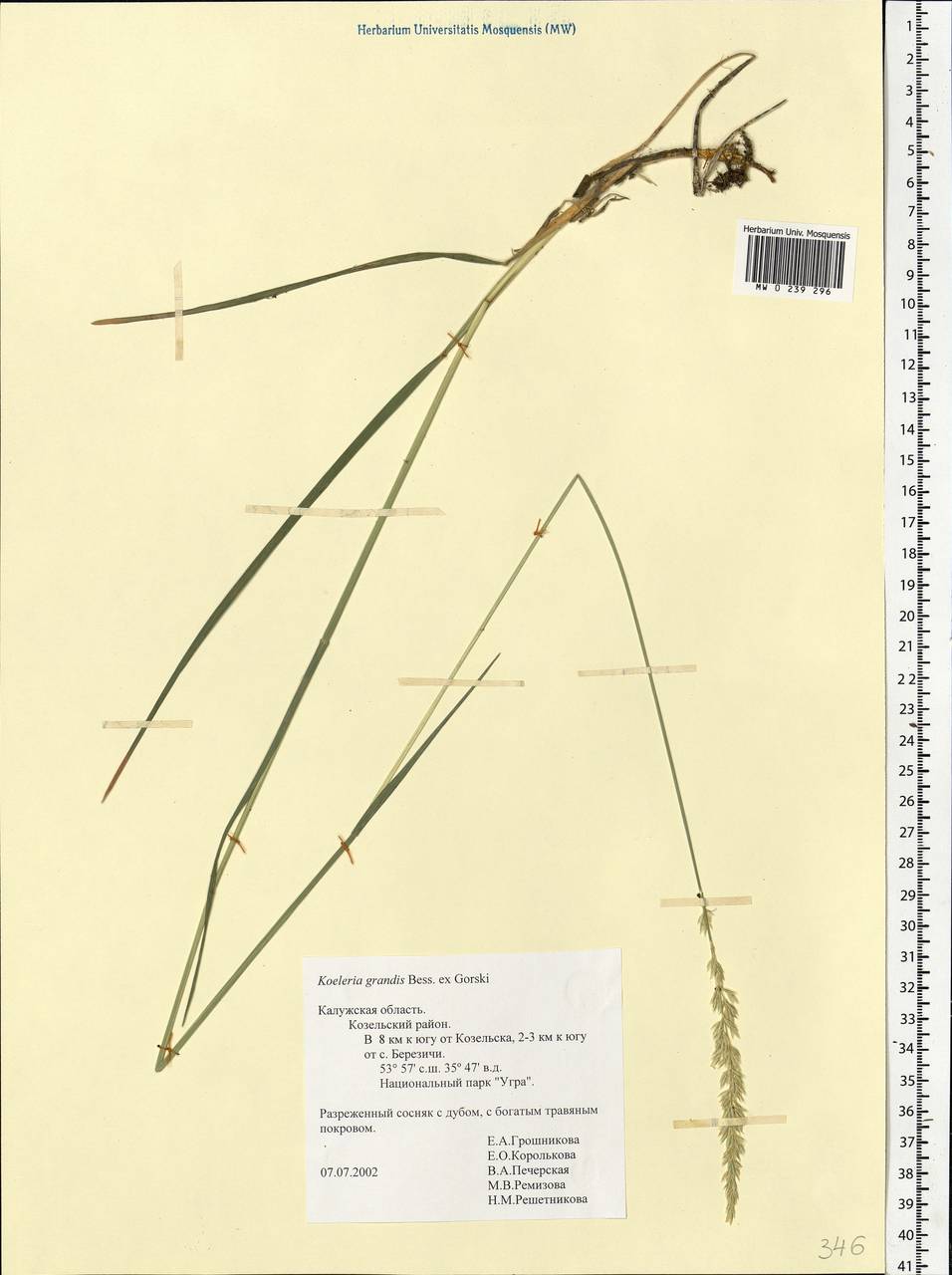 Koeleria pyramidata subsp. pyramidata, Восточная Европа, Центральный район (E4) (Россия)