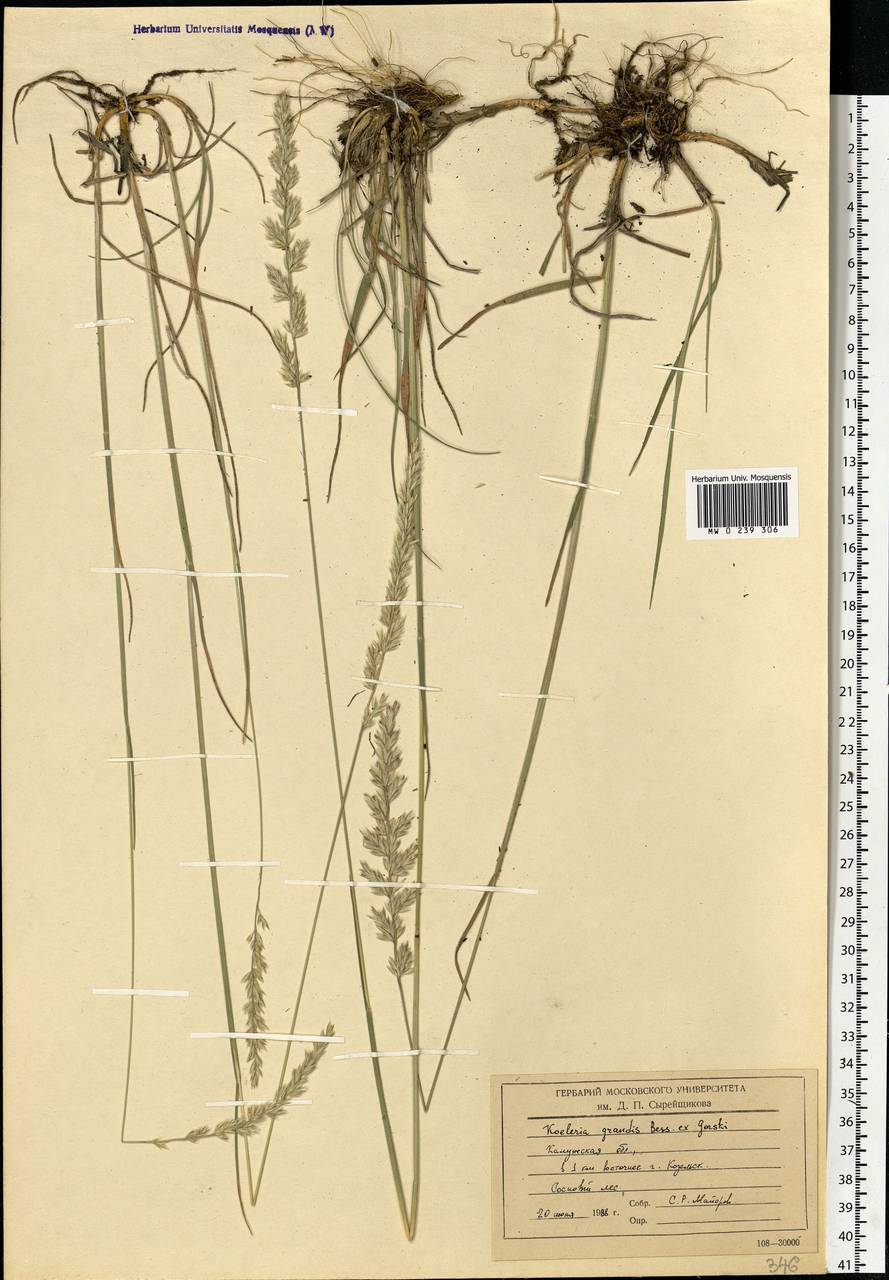 Koeleria pyramidata subsp. pyramidata, Восточная Европа, Центральный район (E4) (Россия)