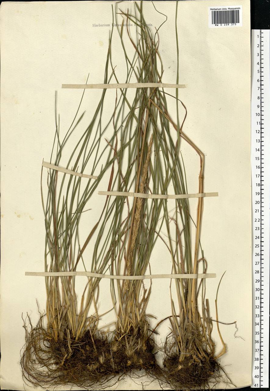 Koeleria pyramidata subsp. pyramidata, Восточная Европа, Московская область и Москва (E4a) (Россия)