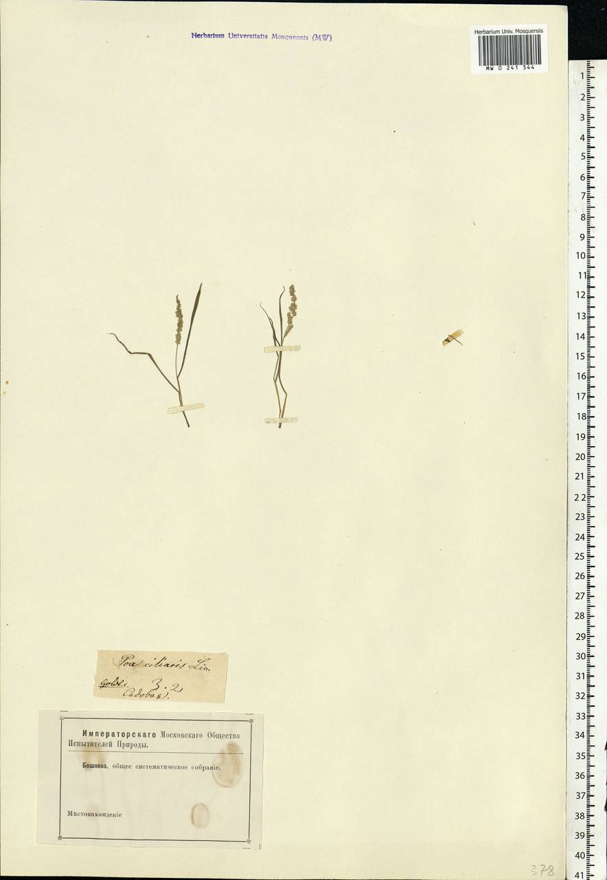 Полевичка реснитчатая (L.) R.Br., Восточная Европа (без точных пунктов) (E0) (Неизвестно)