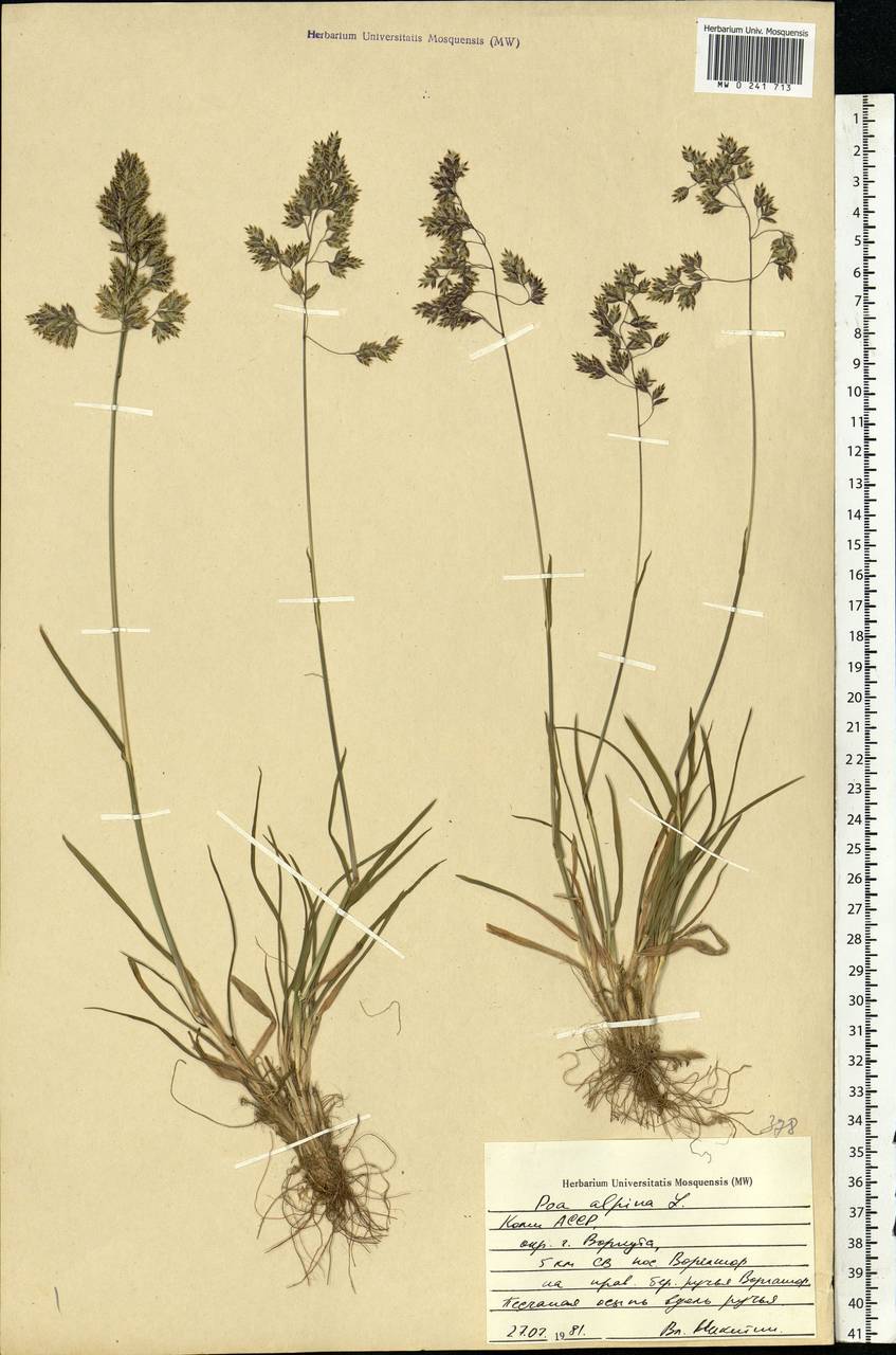 Мятлик луговой тип корневой системы. POA Alpina. Мятлик Альпийский. Мятлик Юлиус. POA Alpina гербарий.