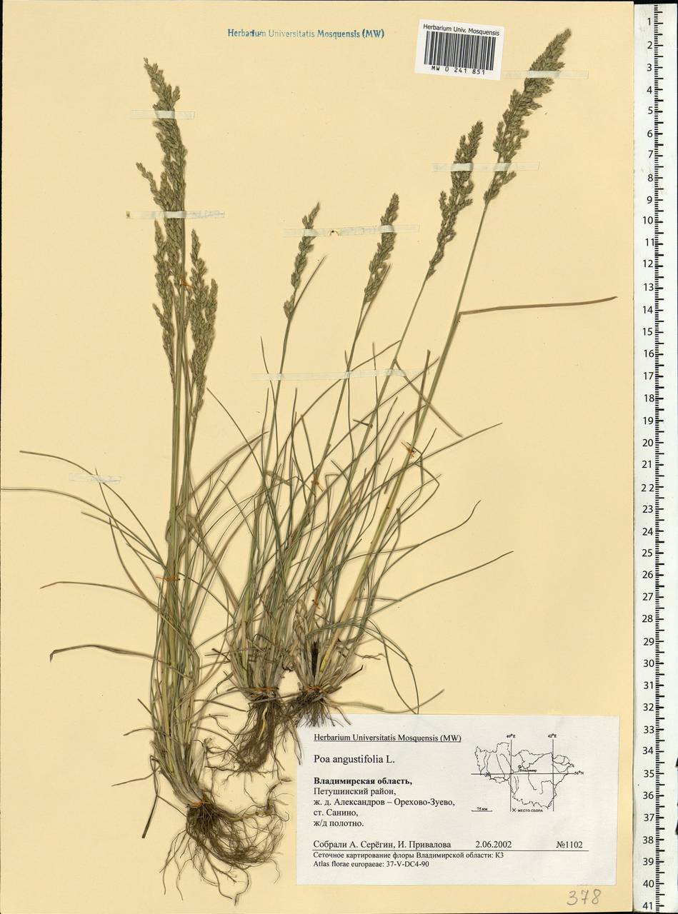 MW0241851, Poa angustifolia (Мятлик узколистный), specimen