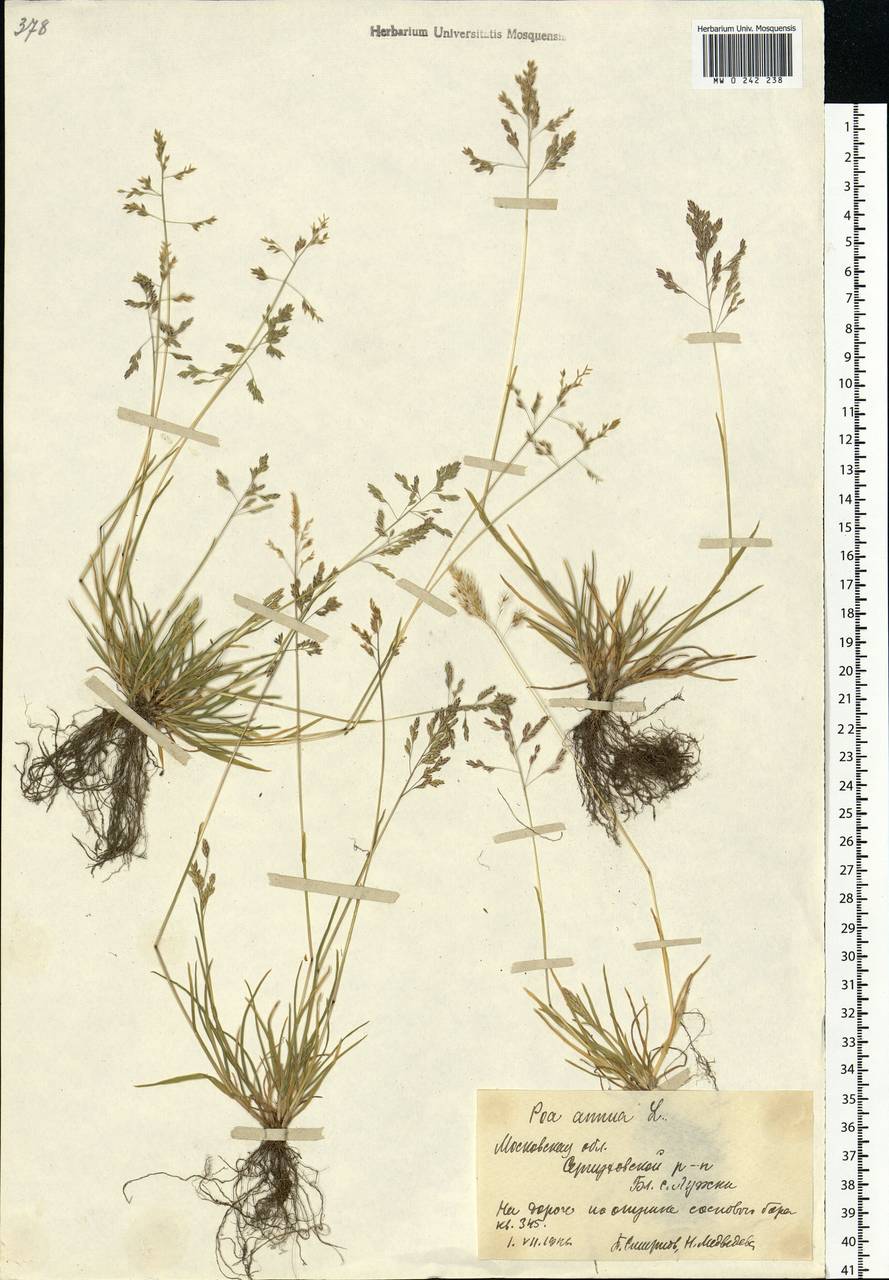 Мятлик однолетний – POA annua. Мятлик Луговой сорняк. Мятлик Луговой (POA pratensis). Мятлик однолетний гербарий.