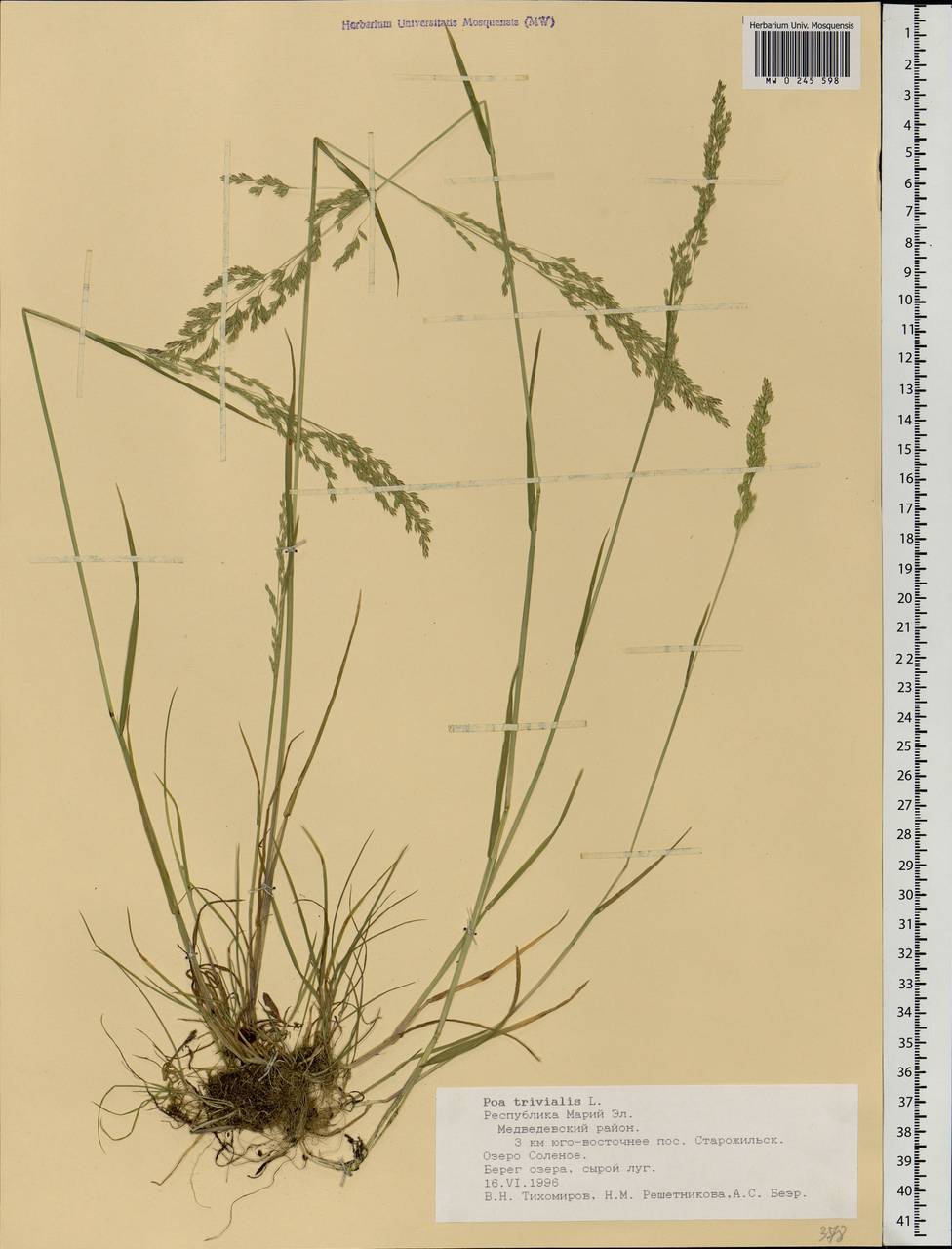 Мятлик обыкновенный (POA trivialis l.)