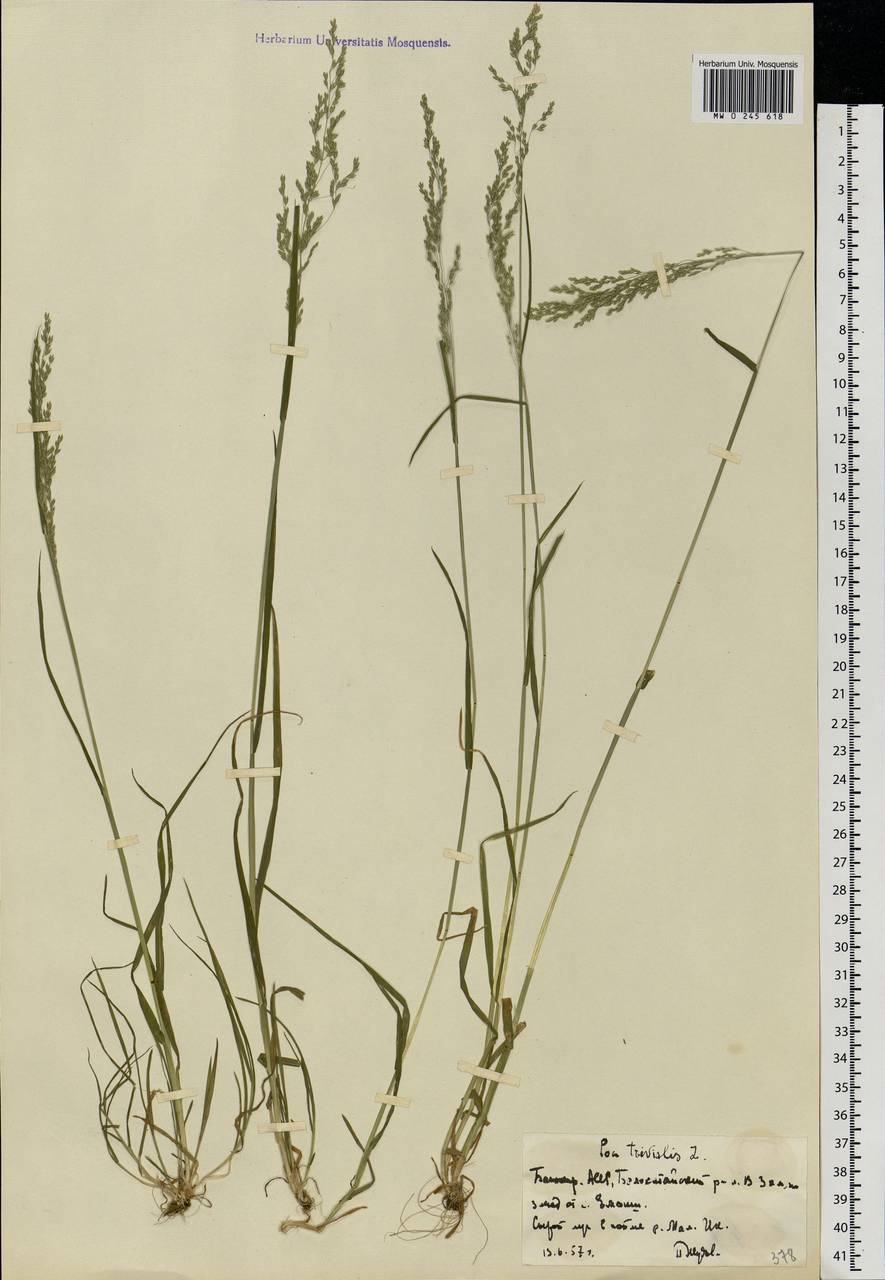 Мятлик обыкновенный ( POA trivialis l.) хим состав