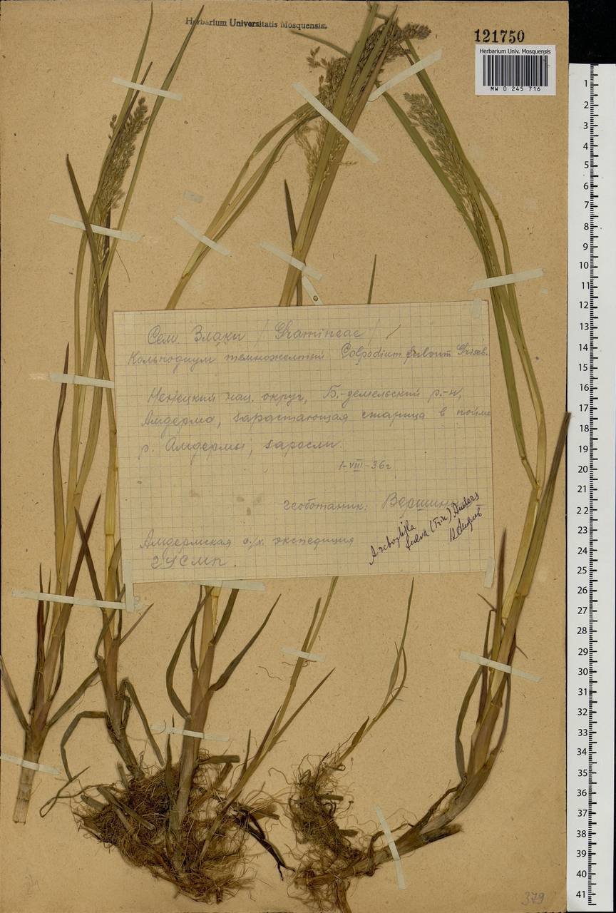 Dupontia fulva (Trin.) Röser & Tkach, Восточная Европа, Северный район (E1) (Россия)