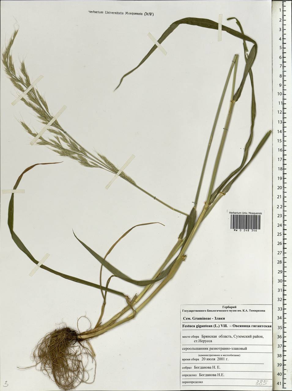 Lolium giganteum (L.) Darbysh., Восточная Европа, Западный район (E3) (Россия)