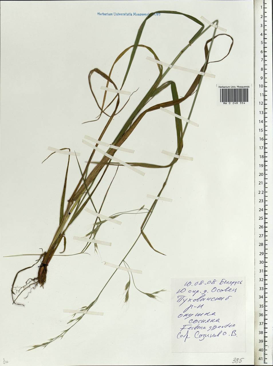 Lolium giganteum (L.) Darbysh., Восточная Европа, Белоруссия (E3a) (Белоруссия)
