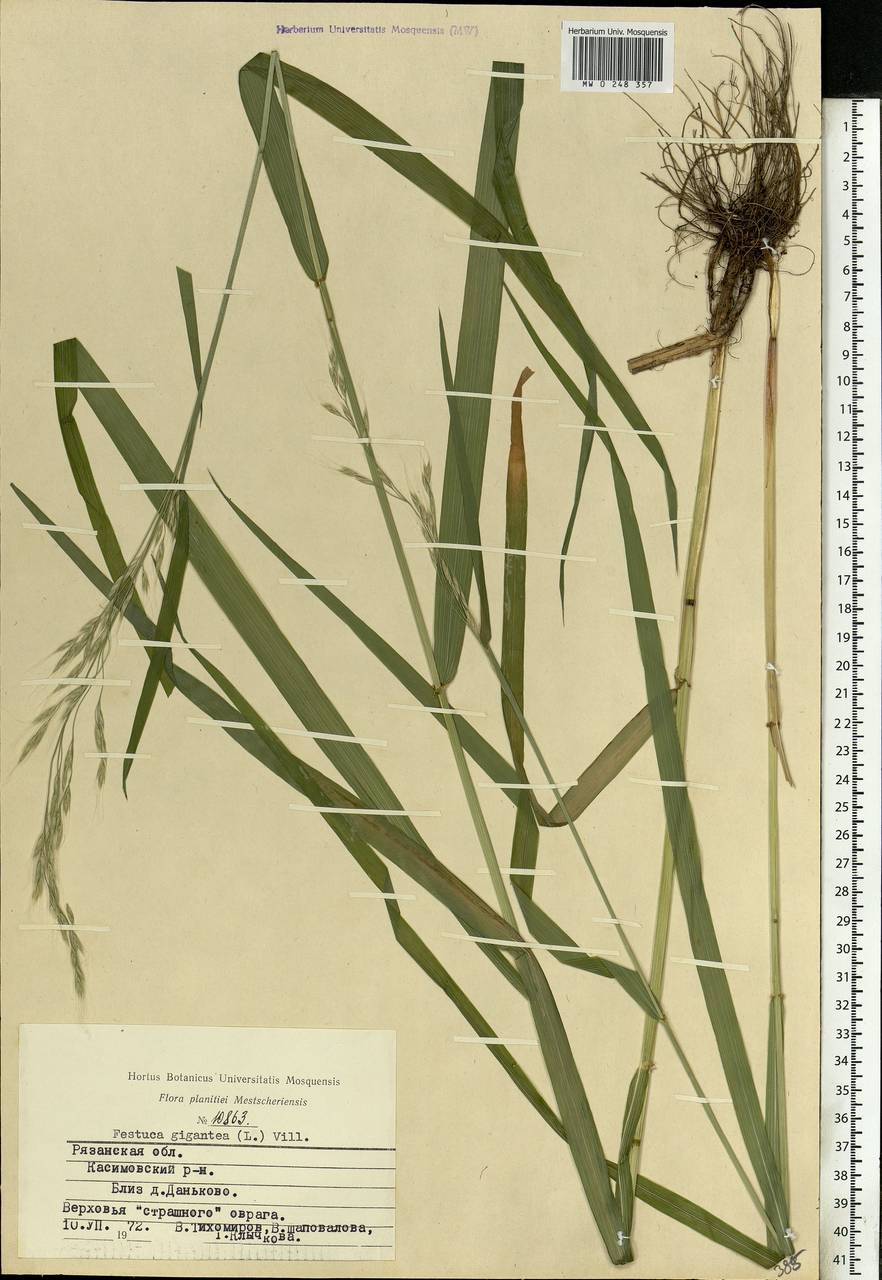 Lolium giganteum (L.) Darbysh., Восточная Европа, Центральный район (E4) (Россия)