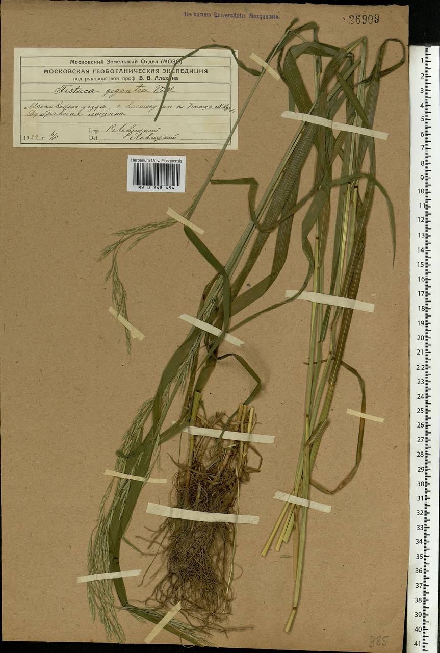 Lolium giganteum (L.) Darbysh., Восточная Европа, Московская область и Москва (E4a) (Россия)