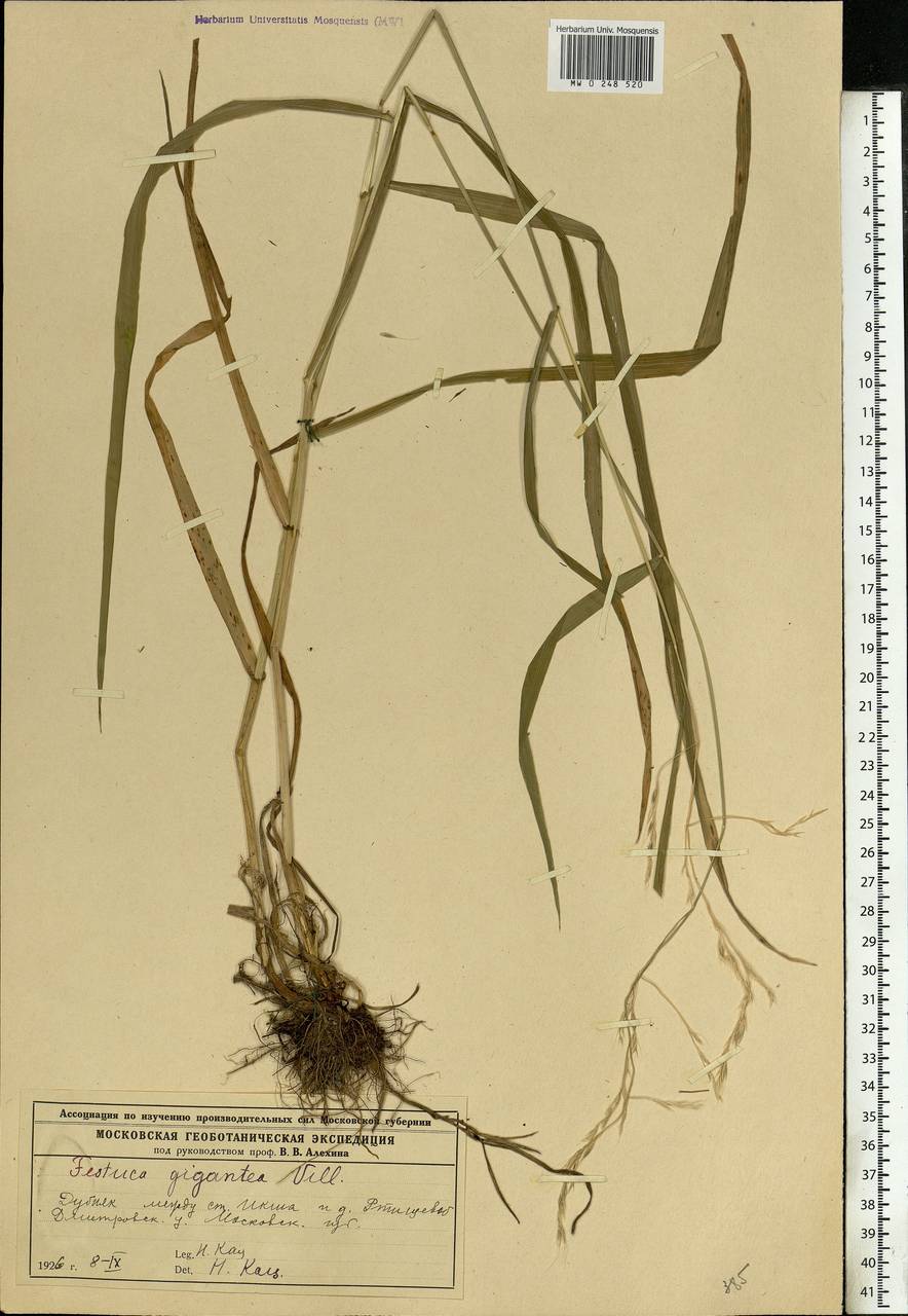 Lolium giganteum (L.) Darbysh., Восточная Европа, Московская область и Москва (E4a) (Россия)