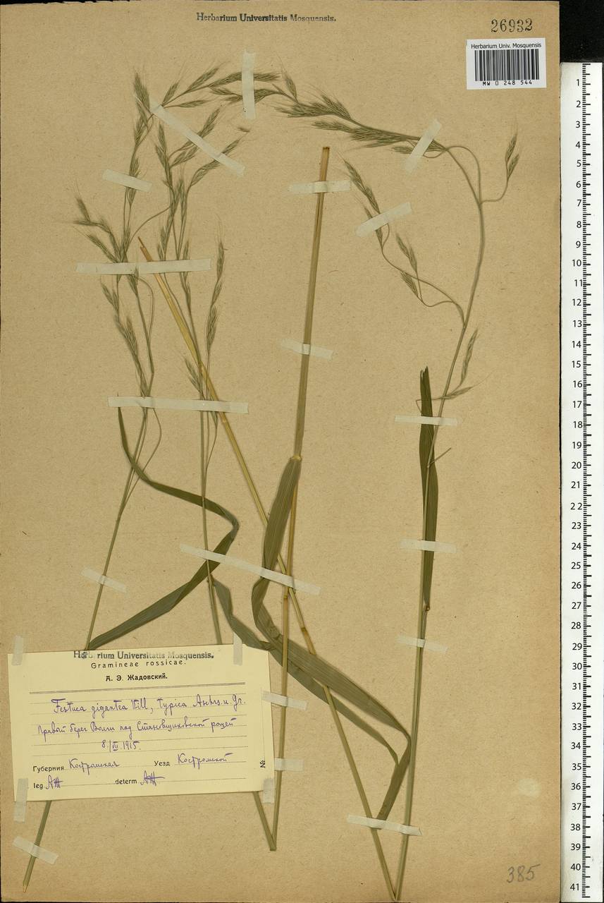 Lolium giganteum (L.) Darbysh., Восточная Европа, Центральный лесной район (E5) (Россия)
