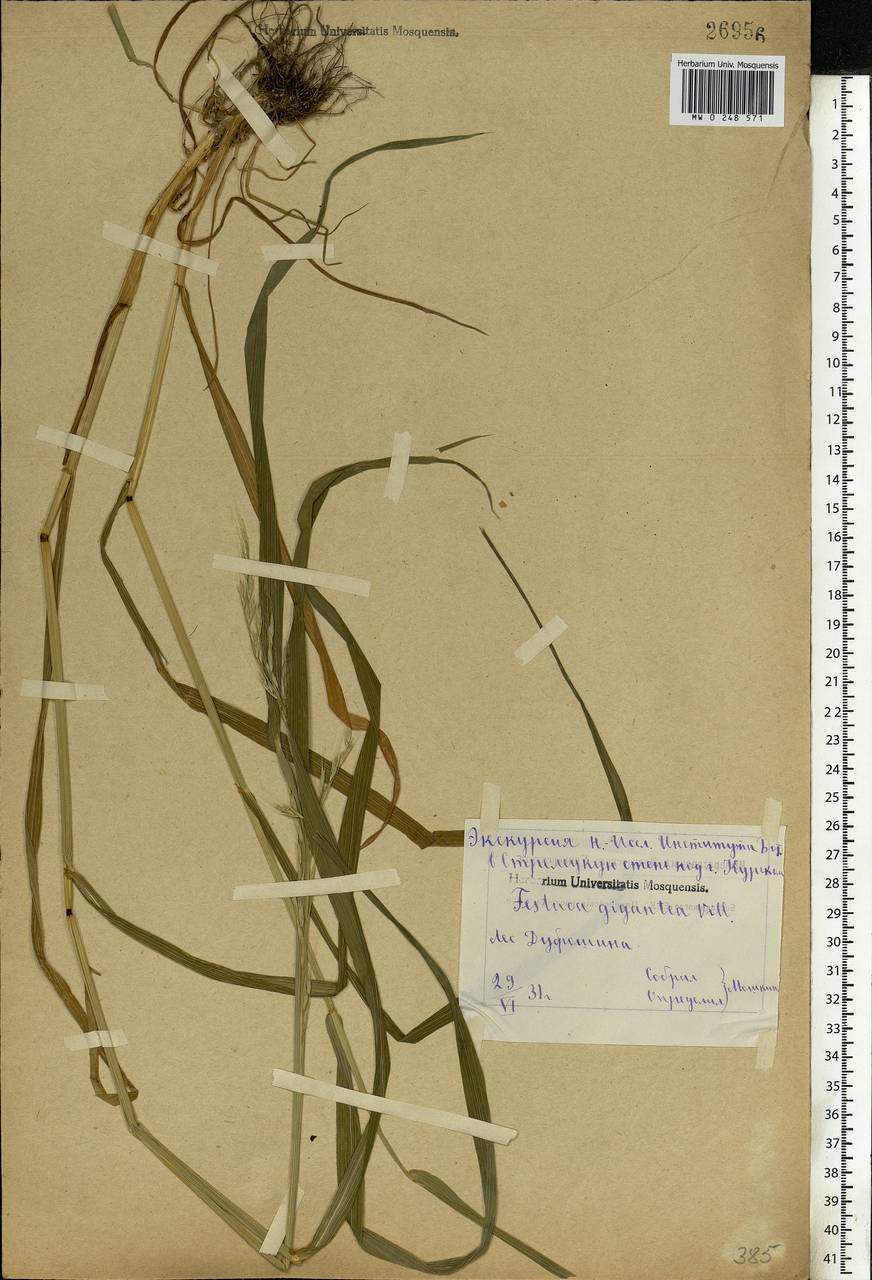 Lolium giganteum (L.) Darbysh., Восточная Европа, Центральный лесостепной район (E6) (Россия)
