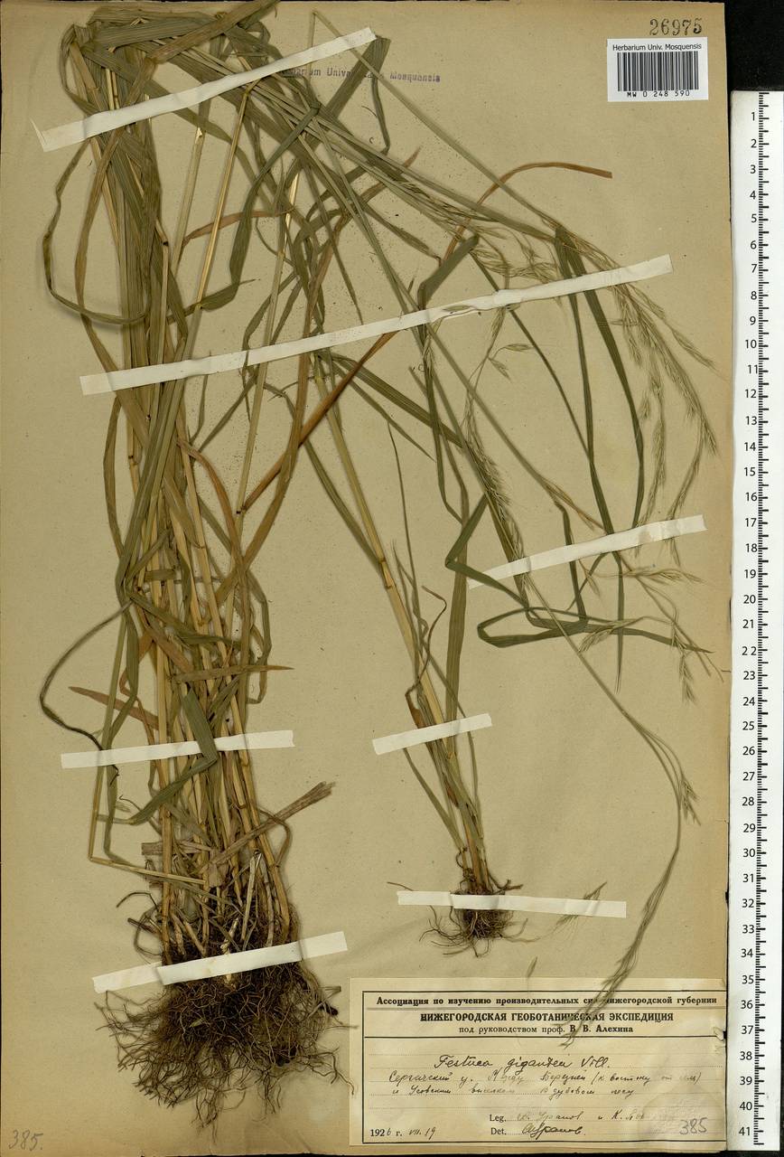 Lolium giganteum (L.) Darbysh., Восточная Европа, Волжско-Камский район (E7) (Россия)