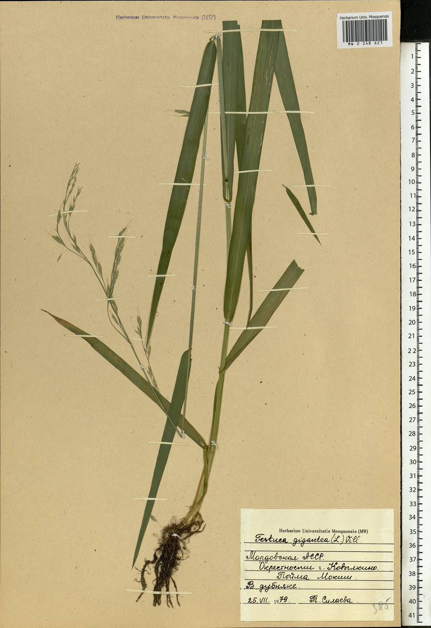 Lolium giganteum (L.) Darbysh., Восточная Европа, Средневолжский район (E8) (Россия)