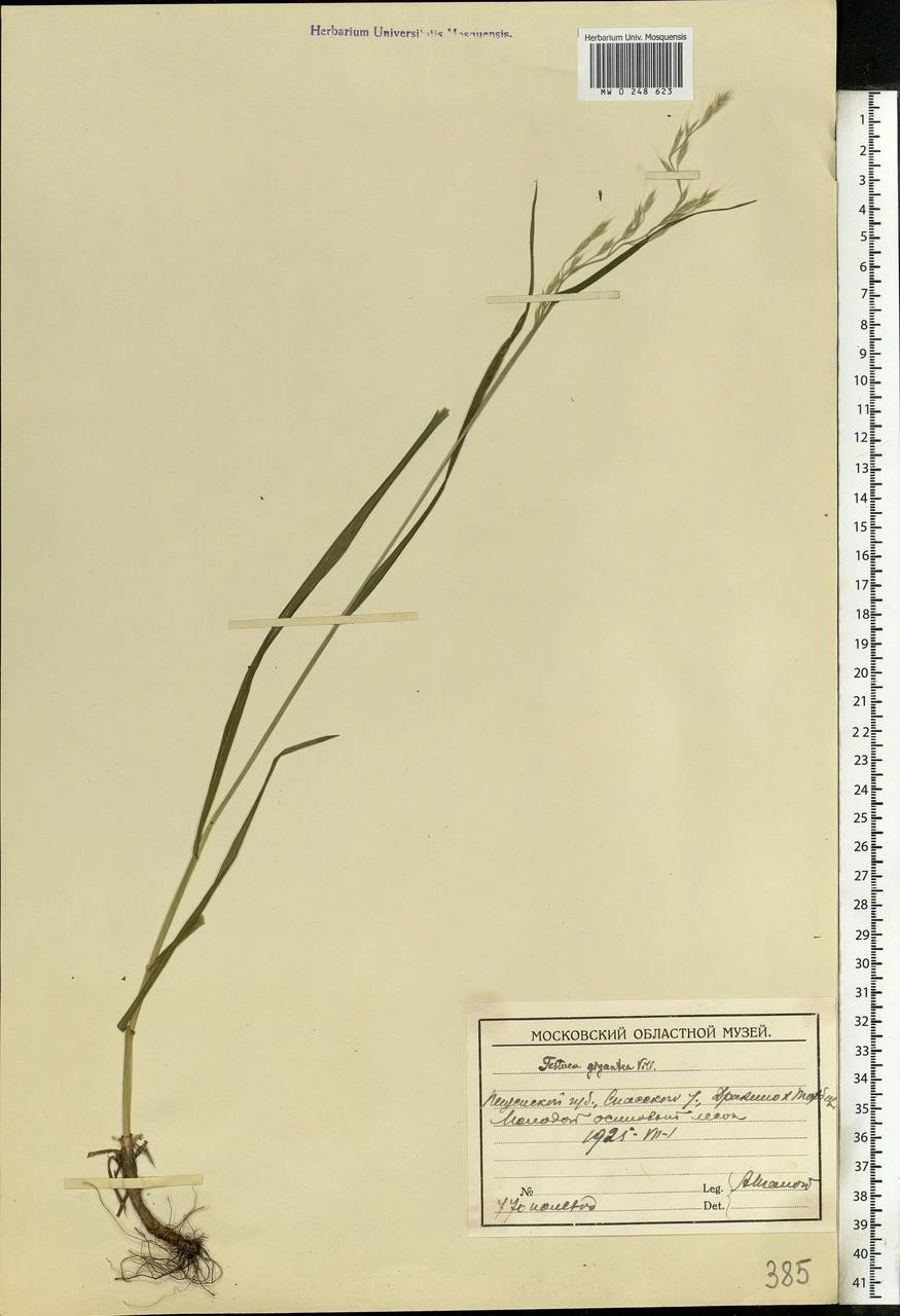Lolium giganteum (L.) Darbysh., Восточная Европа, Средневолжский район (E8) (Россия)