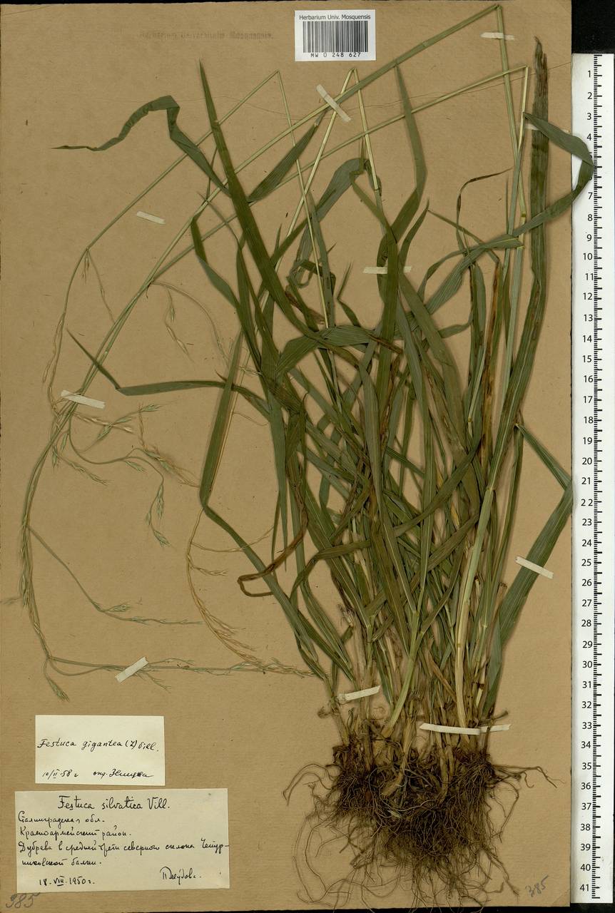 Lolium giganteum (L.) Darbysh., Восточная Европа, Нижневолжский район (E9) (Россия)