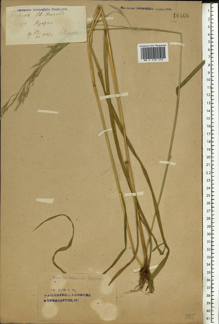 Lolium giganteum (L.) Darbysh., Восточная Европа, Восточный район (E10) (Россия)