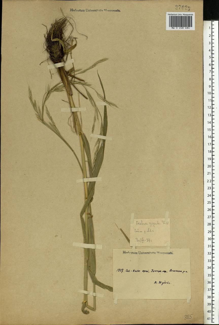 Lolium giganteum (L.) Darbysh., Восточная Европа, Ростовская область (E12a) (Россия)