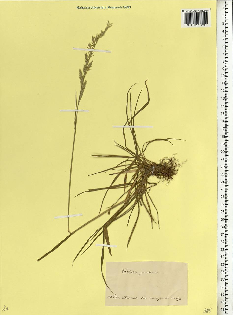 Lolium pratense, Восточная Европа, Белоруссия (E3a) (Белоруссия)