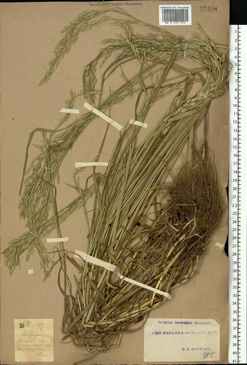 Lolium pratense (Huds.) Darbysh., Восточная Европа, Южно-Украинский район (E12) (Украина)