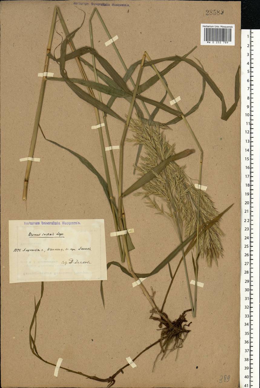 MW0252789, Bromopsis inermis (Кострец безостый), specimen
