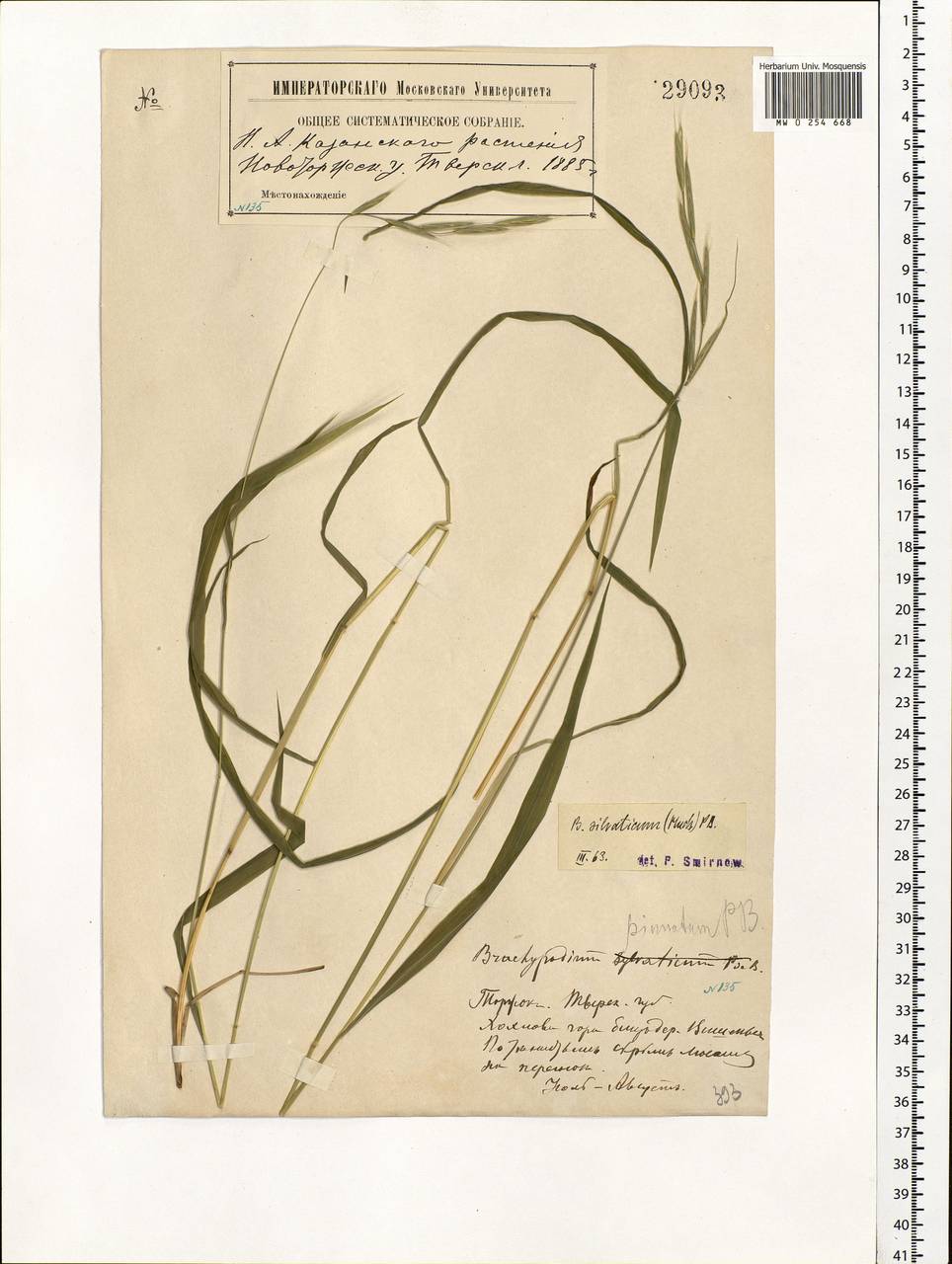 Коротконожка лесная (Huds.) P.Beauv., Восточная Европа, Северо-Западный район (E2) (Россия)