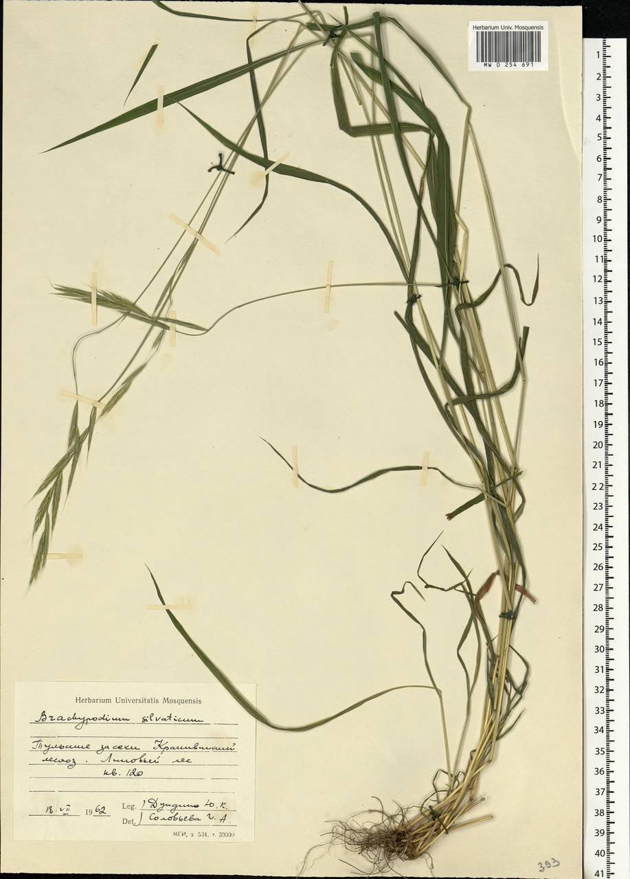 Коротконожка лесная (Huds.) P.Beauv., Восточная Европа, Центральный район (E4) (Россия)