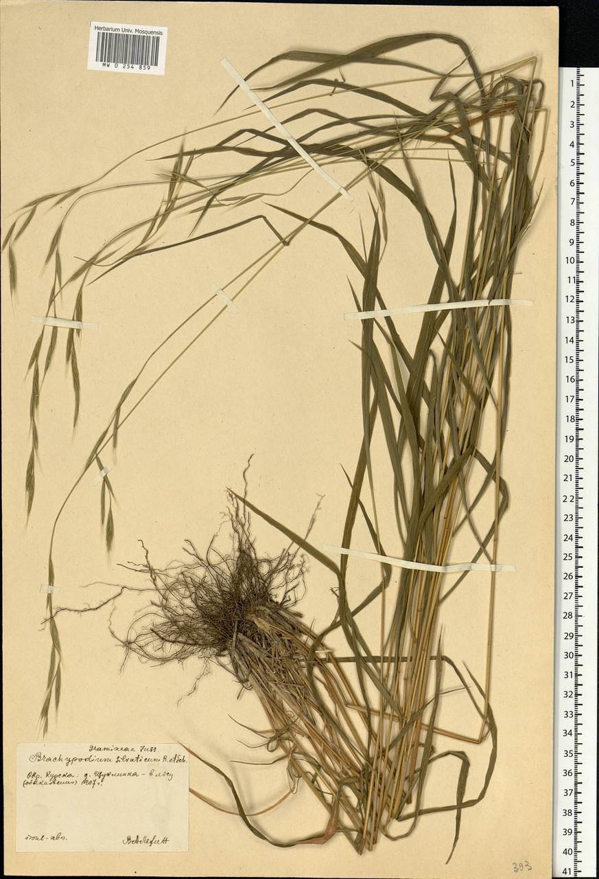 Коротконожка лесная (Huds.) P.Beauv., Восточная Европа, Центральный лесостепной район (E6) (Россия)