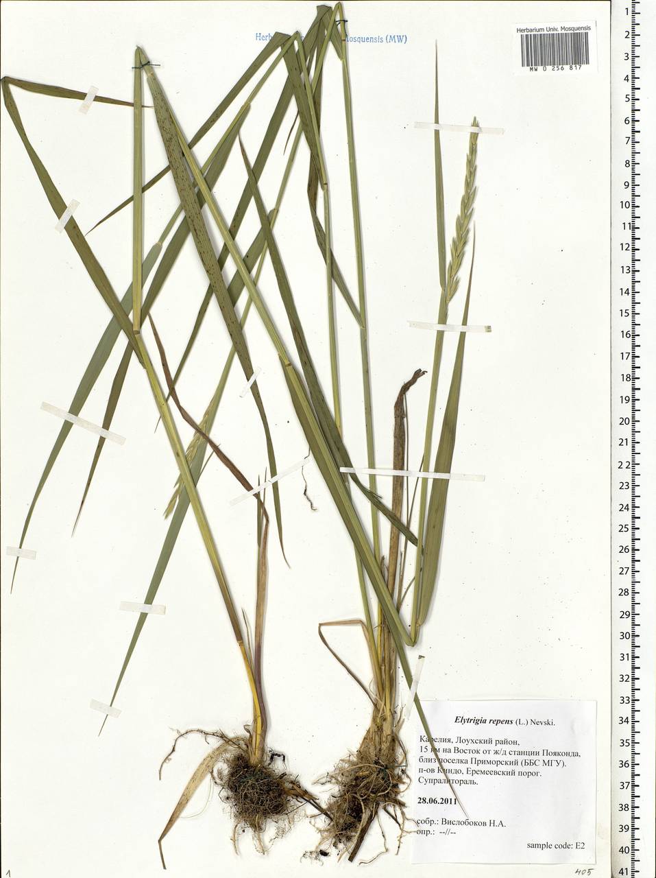 Пырей ползучий [Elytrigia repens (l.) Nevski subsp. Repens]